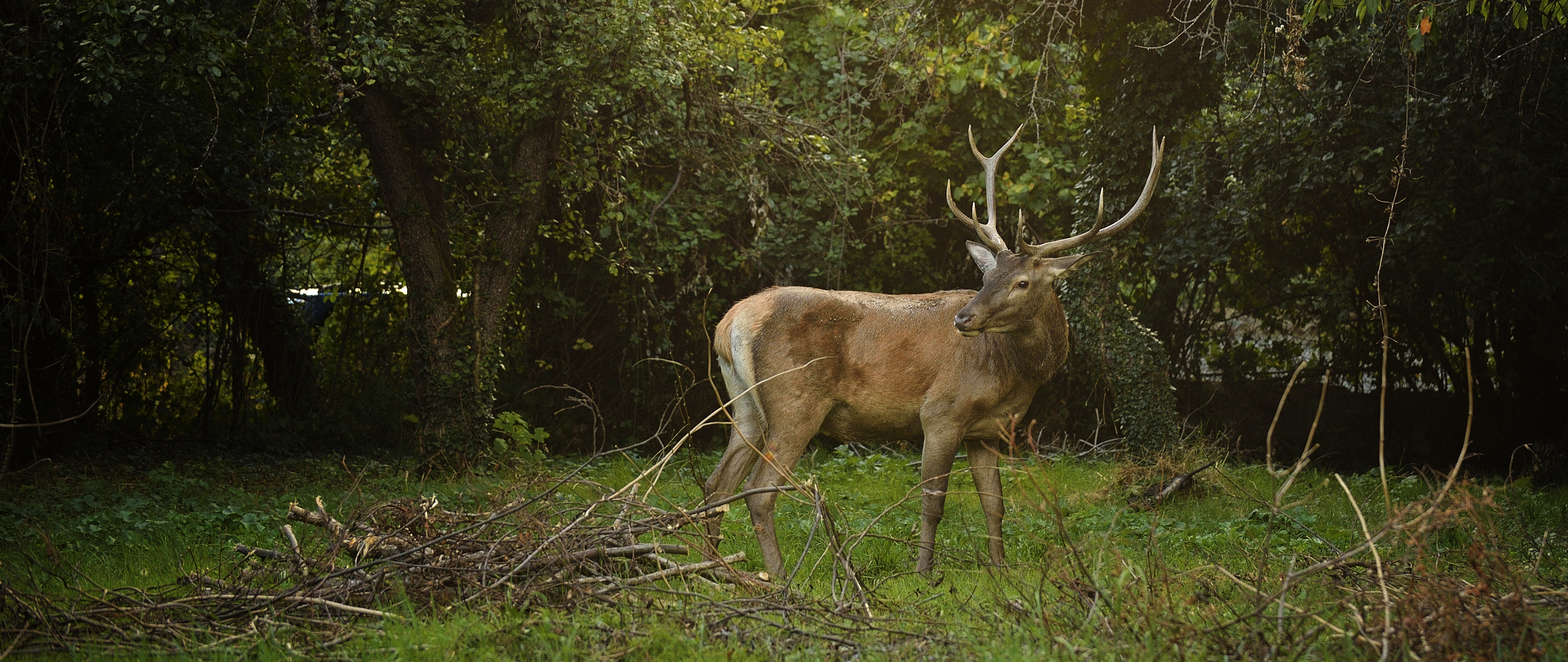 Deer – The Vincent Wildlife Trust