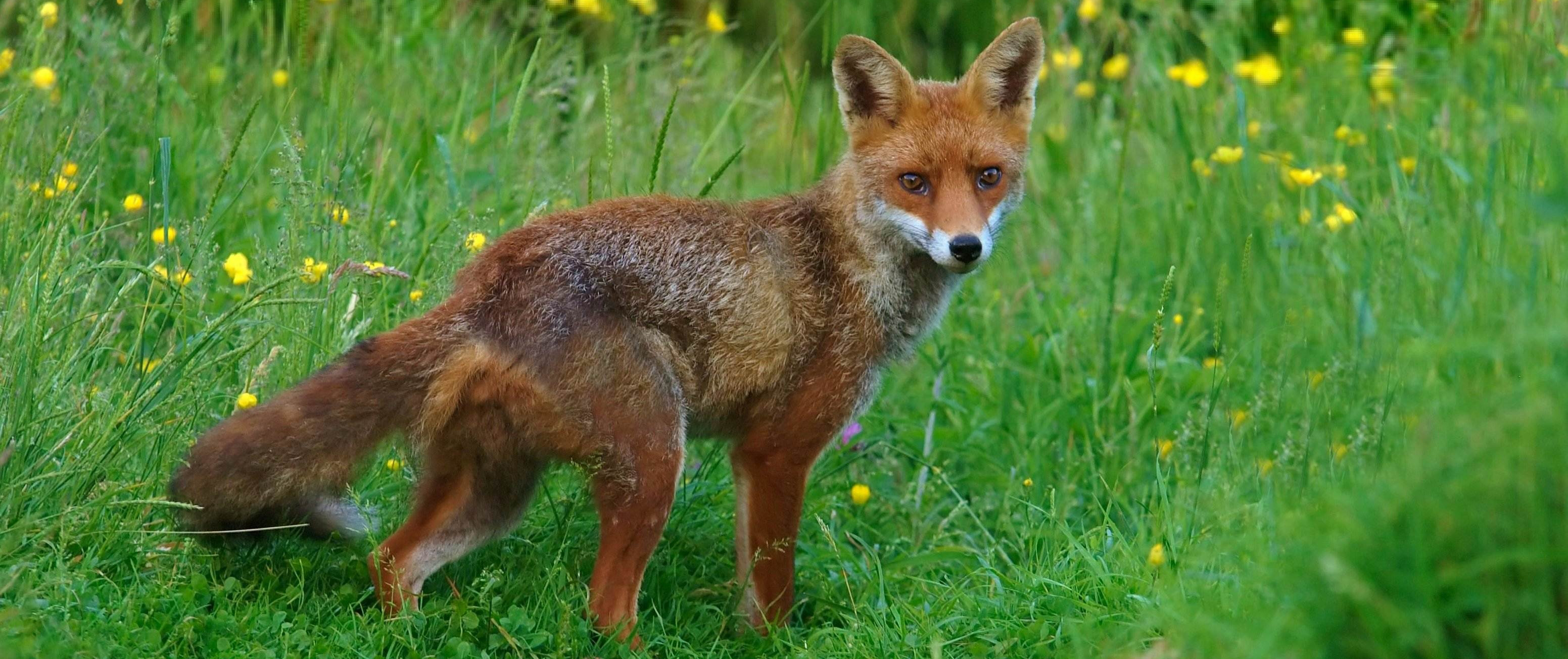 Fox – The Vincent Wildlife Trust
