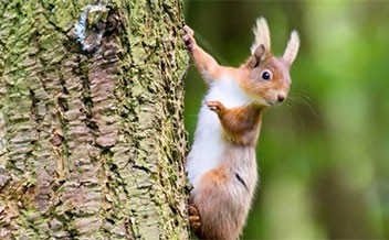 Species – The Vincent Wildlife Trust Species – The Vincent Wildlife Trust