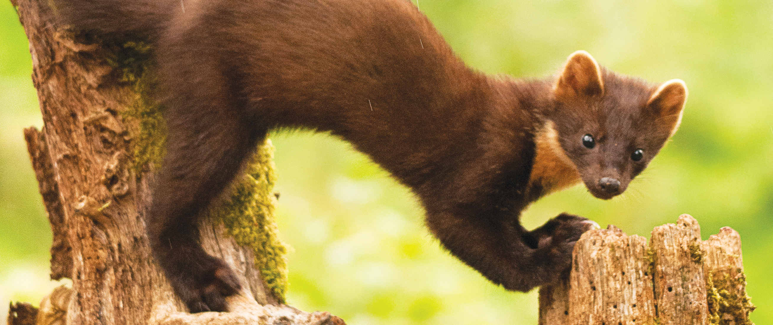 To jump Brace fellowship Pine marten – The Vincent Wildlife Trust