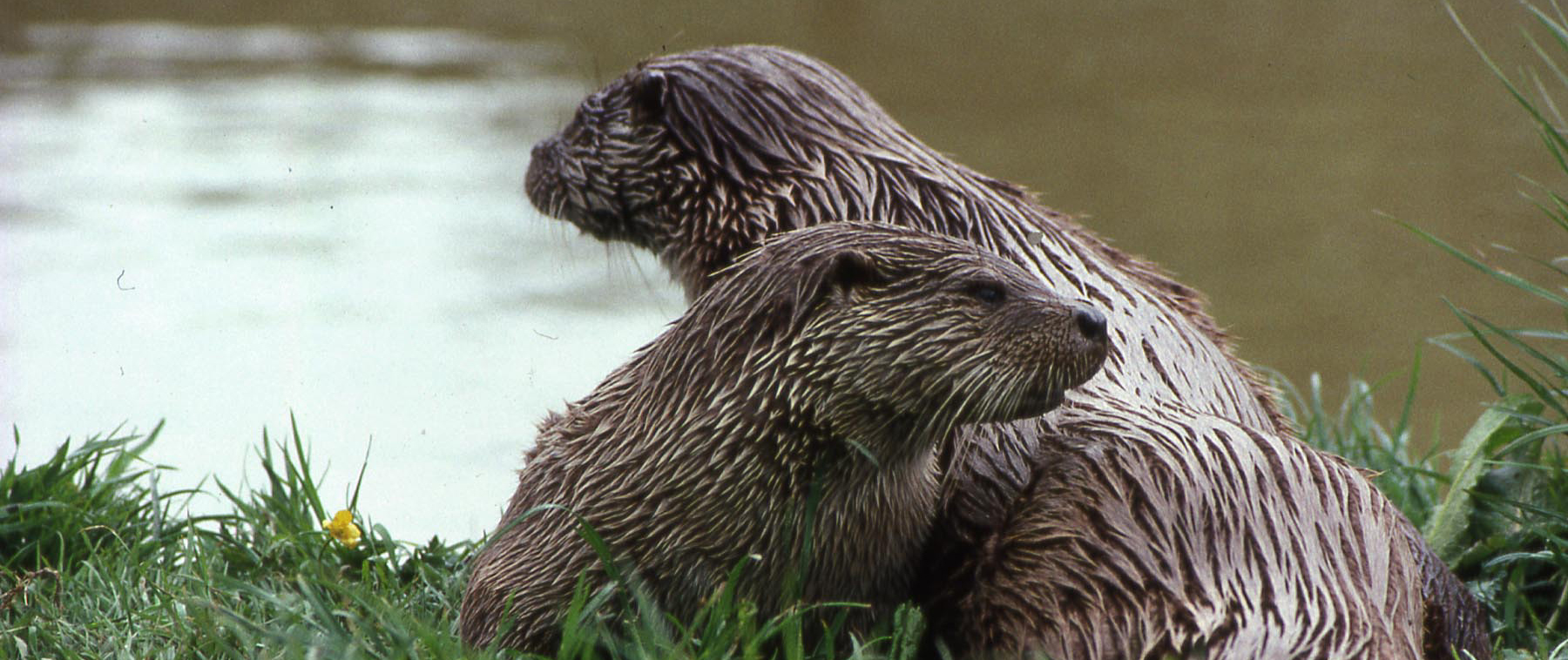 Otter – The Vincent Wildlife Trust
